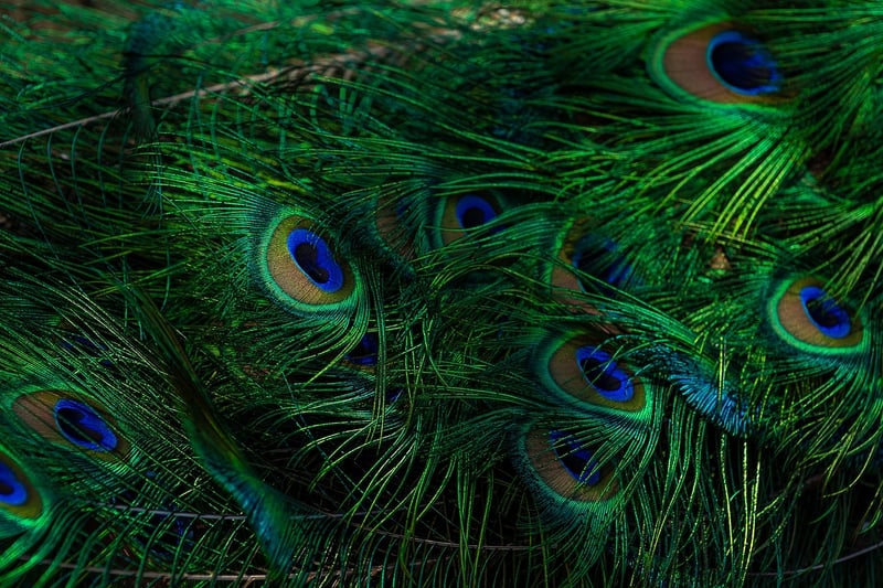 Peacock Feathers